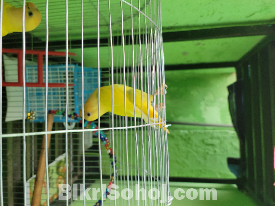 Lutino opaline love bird